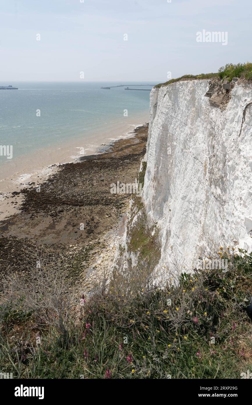 Falaises de craie blanche surplombant la plage et la Manche avec des fleurs sauvages au premier plan Banque D'Images