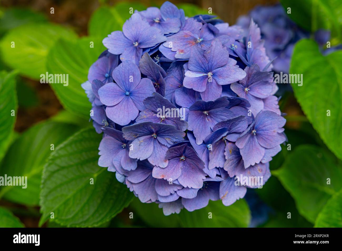 Belle tête de fleur d'hortensia pourpre en pleine floraison avec feuillage vert Banque D'Images