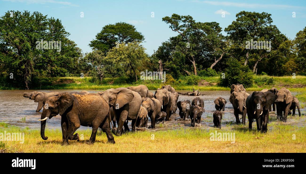 Troupeau d'éléphants de brousse africains (Loxodonta africana) dans la réserve naturelle privée de Timbavati, Afrique du Sud Banque D'Images