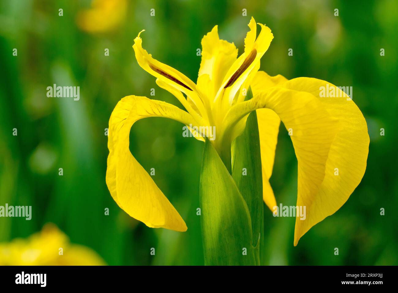 Iris jaune ou drapeau jaune (iris pseudacorus), gros plan d'une grande fleur jaune de la plante commune au bord de l'eau, isolée et légèrement rétro-éclairée. Banque D'Images