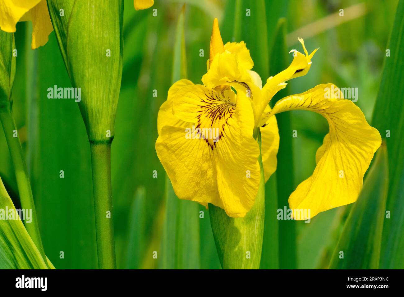 Iris jaune ou drapeau jaune (iris pseudacorus), gros plan d'une des grandes fleurs jaunes de la plante commune au bord de l'eau, isolée entre autres. Banque D'Images