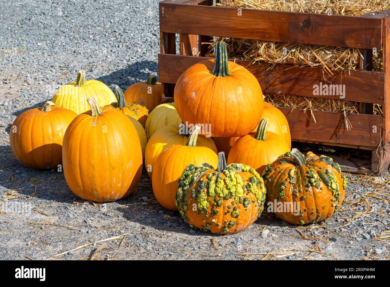 Citrouilles et gourdes colorées exposées à l'automne Banque D'Images