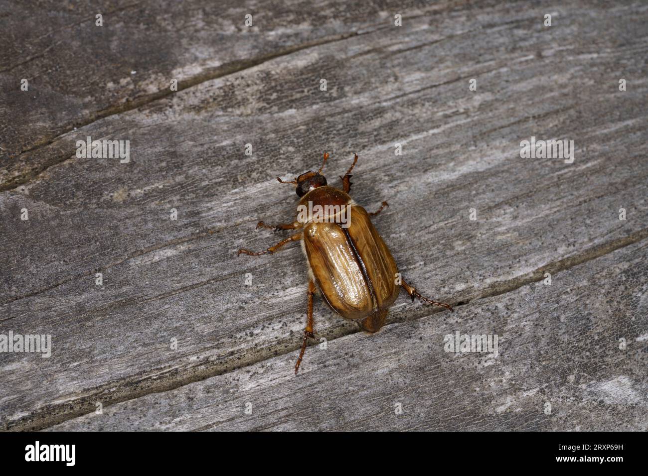 Amphimallon solstitiale famille Scarabaeidae Genus Amphimallon Chafer d'été européen juin coléoptère nature sauvage photographie d'insectes, image, papier peint Banque D'Images