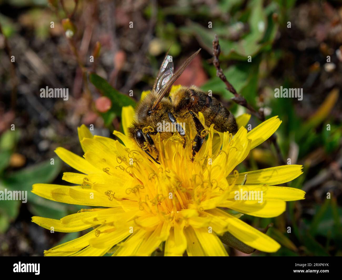 Une abeille couverte de pollen de fleur recueillant le nectar d'une fleur de pissenlit. Été, journée ensoleillée, nuances chaudes de jaune, premier plan net, backgro flou Banque D'Images