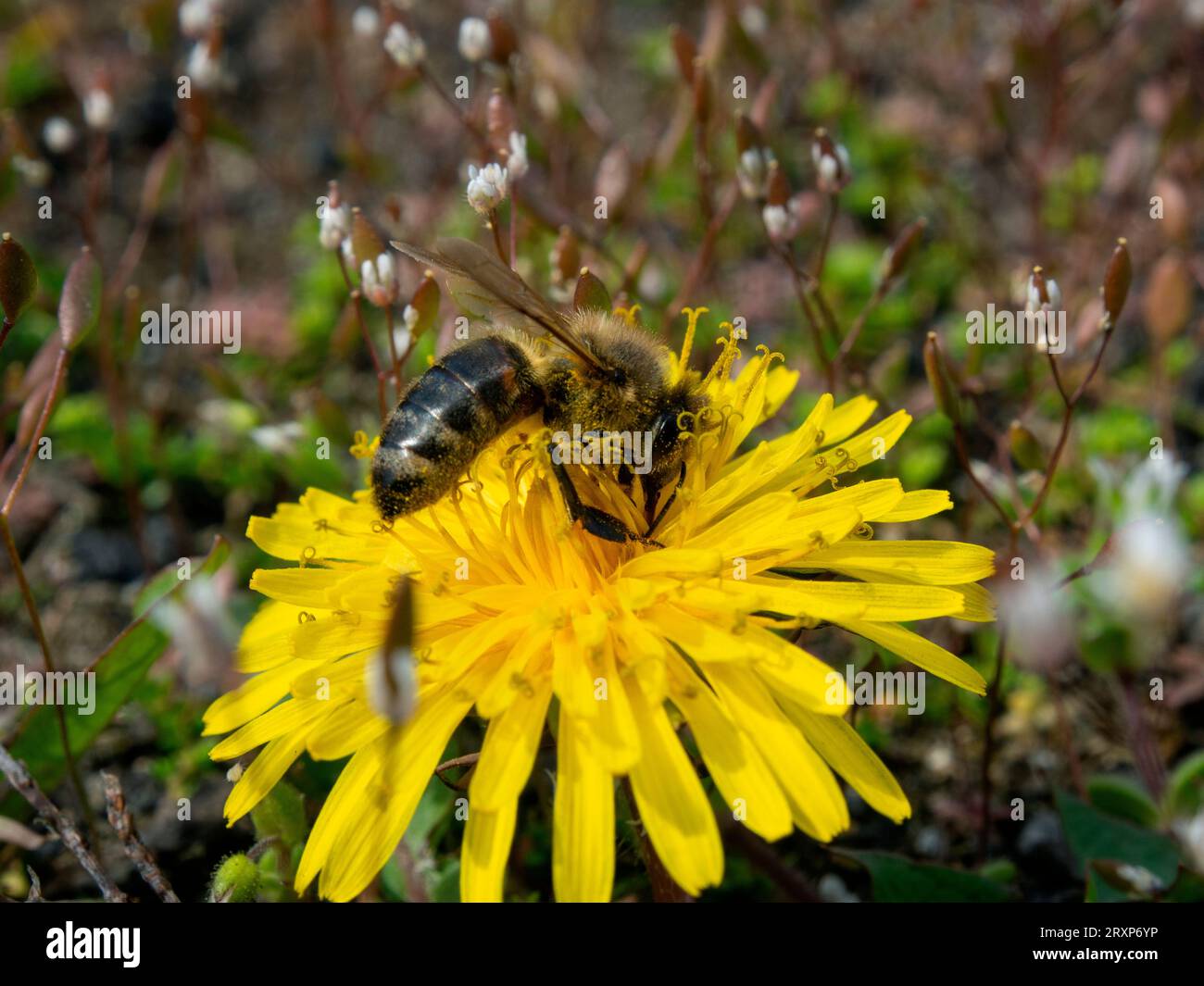Une abeille couverte de pollen de fleur recueillant le nectar d'une fleur de pissenlit. Été, journée ensoleillée, nuances chaudes de jaune, premier plan net, backgro flou Banque D'Images