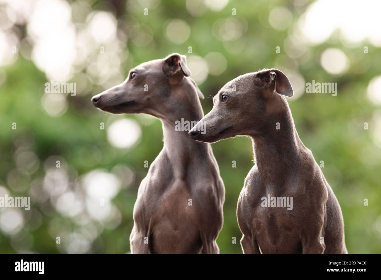 Jeune italien Greyhounds portrait latéral avec fond bokeh et lumière naturelle et environnement naturel Banque D'Images