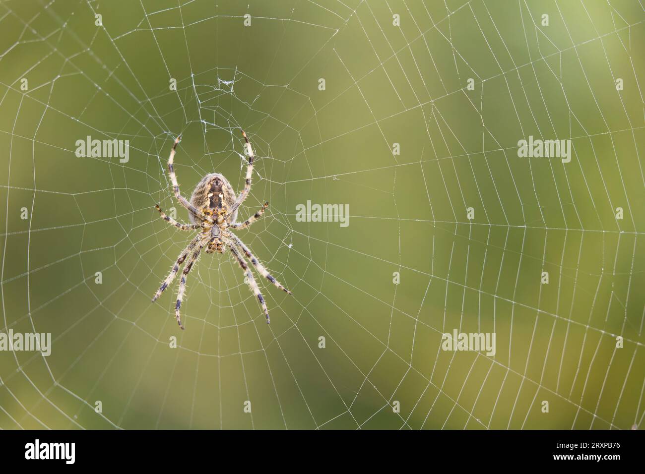 Araignée de jardin Araneus diadematus, femelle adulte en toile, Suffolk, Angleterre, septembre Banque D'Images