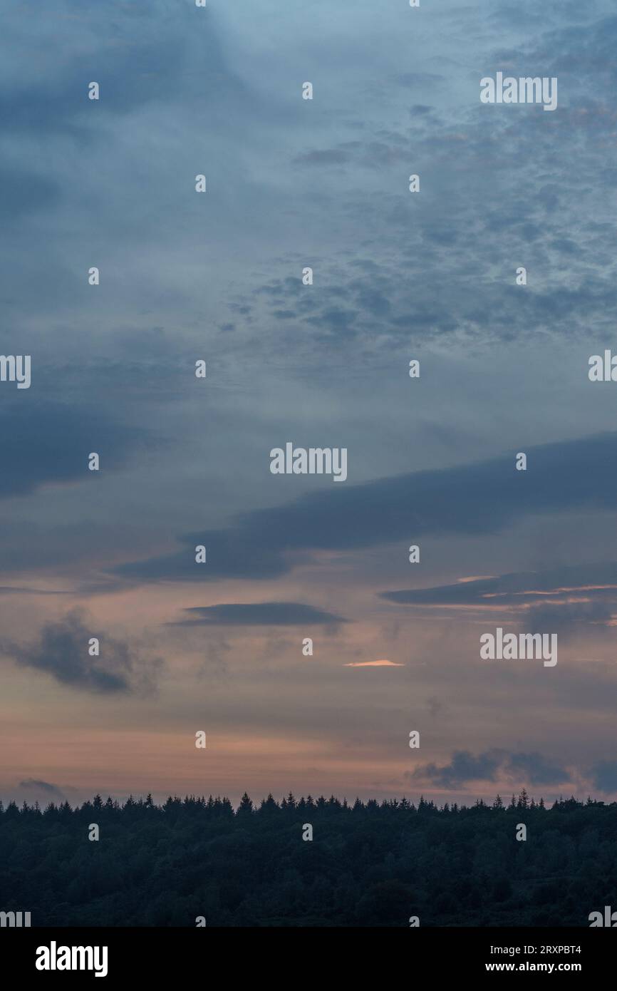 Ciel pastel avec nuage léger au-dessus de la cime des arbres Banque D'Images