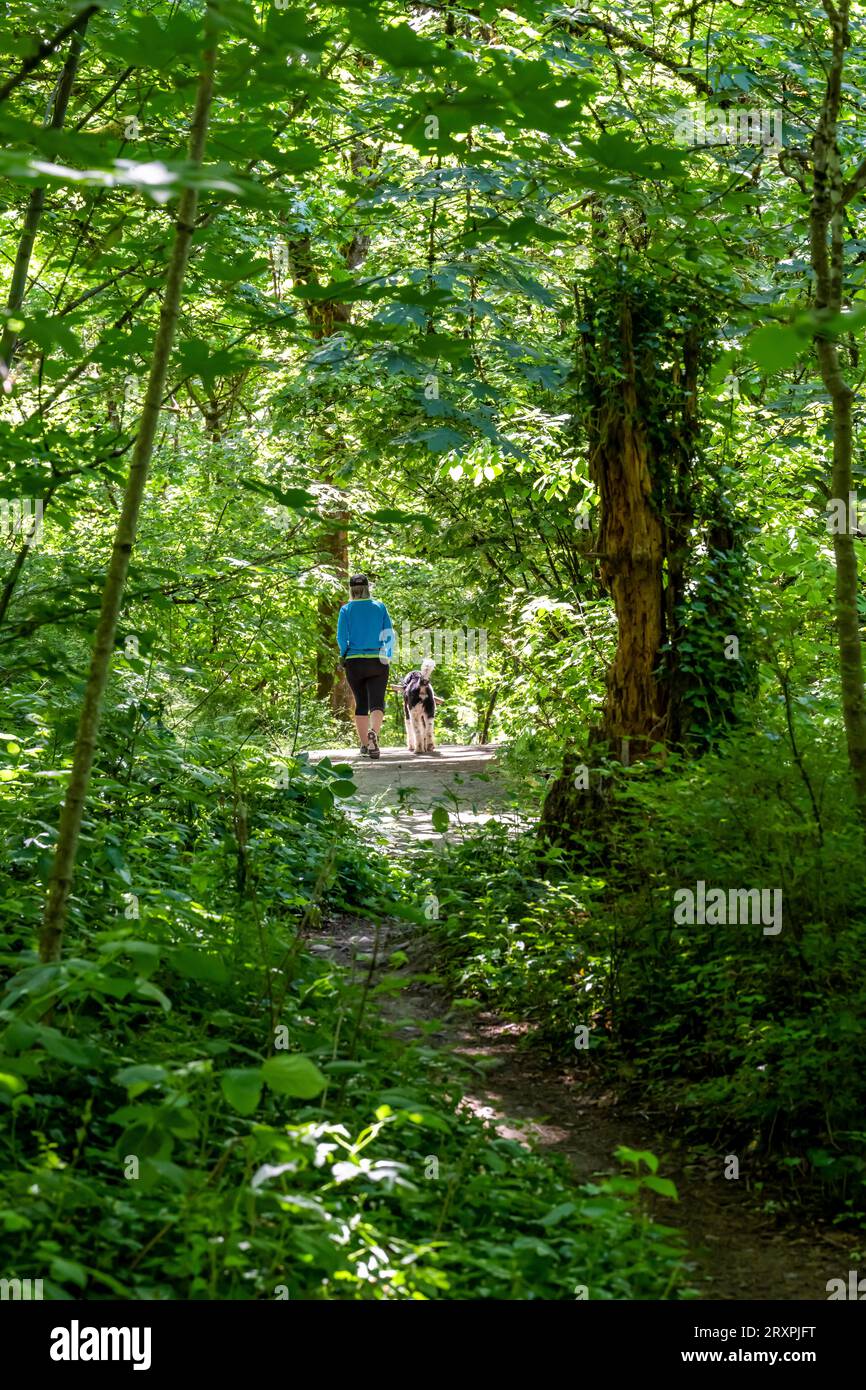 Une femme élégante en vêtements de sport préfère un mode de vie actif et promène son chien joueur en laisse courir sur un chemin sinueux dans une forêt verte sauvage à un Banque D'Images