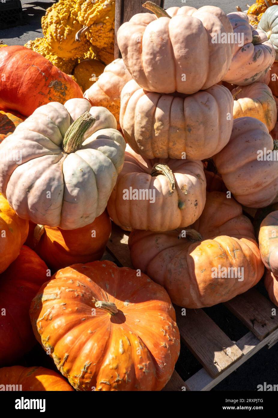 Citrouilles et courges ou abondantes pendant la saison d'automne dans le Nord-est, 2023, Massachusetts, États-Unis Banque D'Images