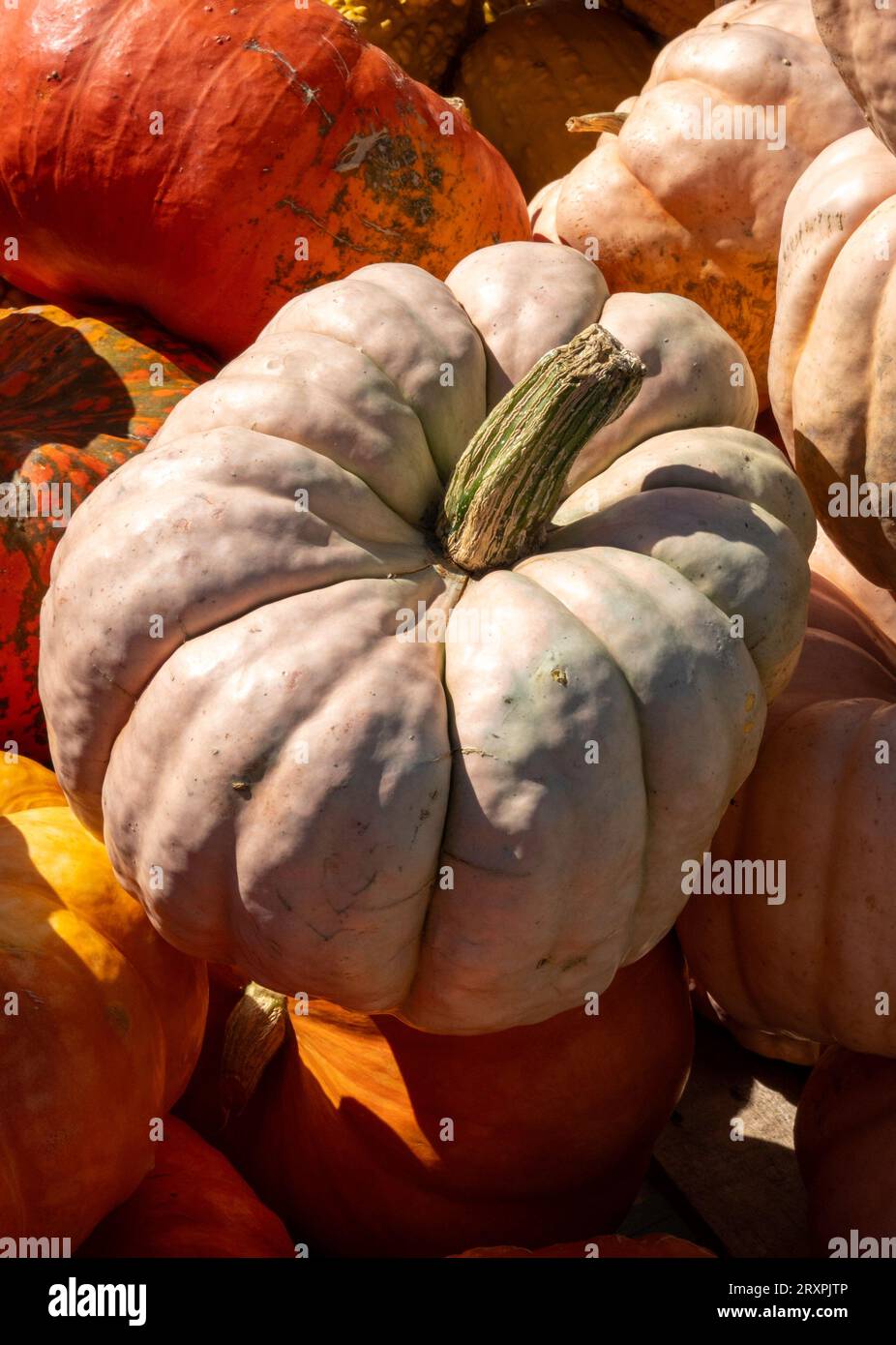 Citrouilles et courges ou abondantes pendant la saison d'automne dans le Nord-est, 2023, Massachusetts, États-Unis Banque D'Images