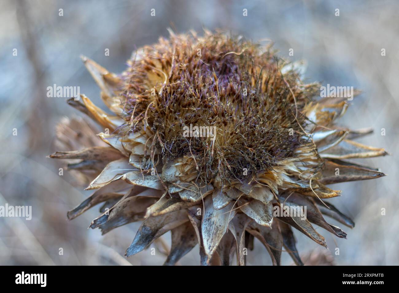 Fleurs d'artichaut séchées Banque de photographies et d'images à haute  résolution - Alamy