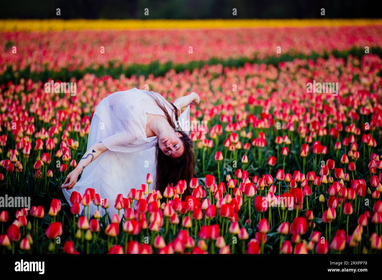 Brune aux cheveux longs se pliant vers l'arrière dans un vaste champ de tulipes Banque D'Images