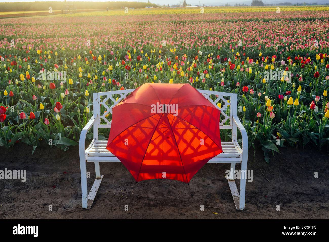 Parapluie rouge couché sur un banc debout devant le champ de tulipes Banque D'Images