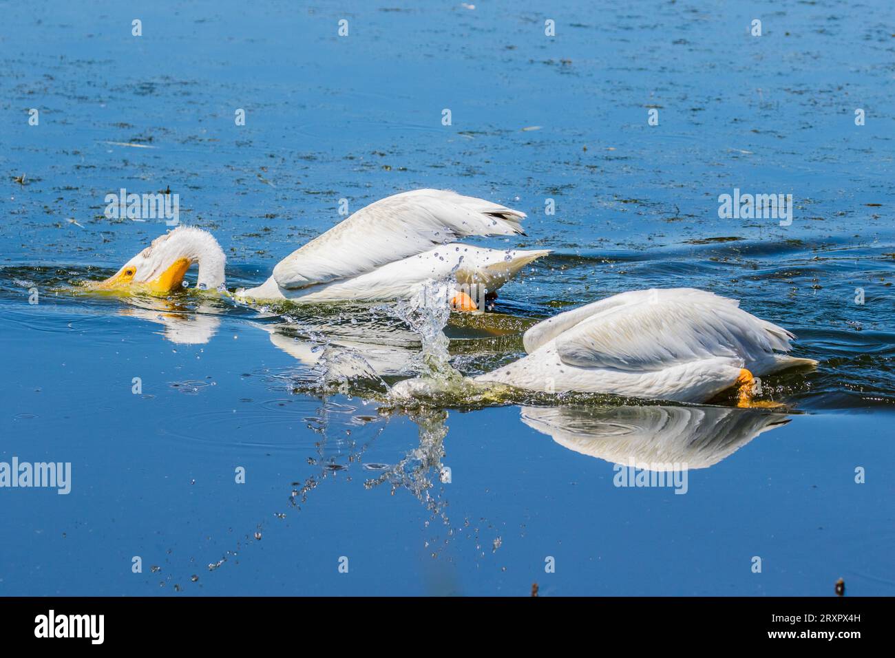 Pélicans blancs américains (Pelecanus erythrorhynchos) nageant et se nourrissant dans une eau bleu vif. Banque D'Images