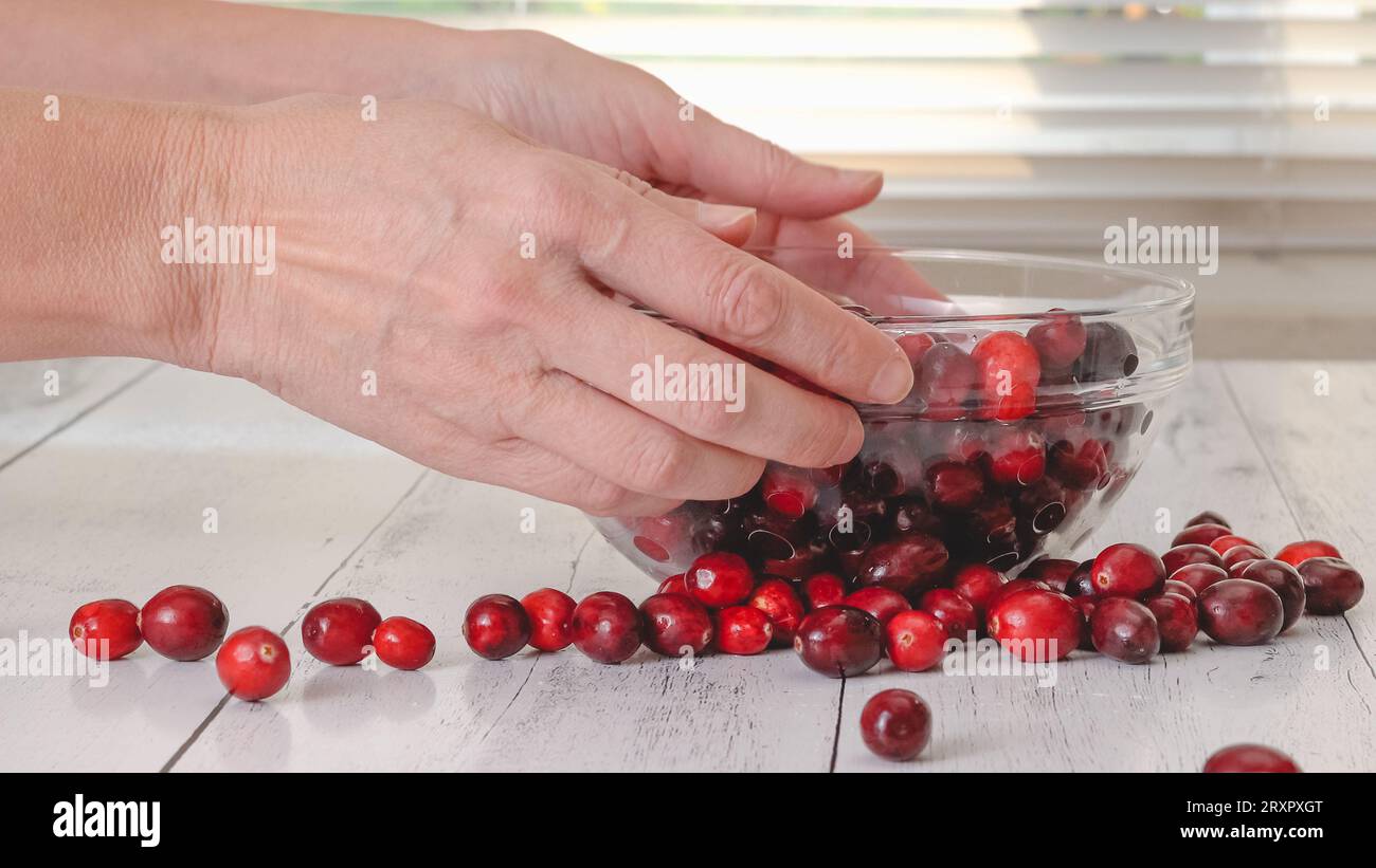 Canneberges biologiques mûres fraîches sur la table de cuisine. Une femme a dispersé des baies sur une table Banque D'Images