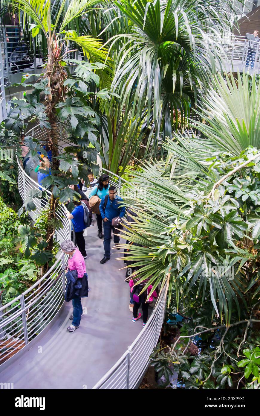 Les visiteurs apprécient l'exposition Rainforest à la California Academy of Sciences, San Francisco, Californie Banque D'Images