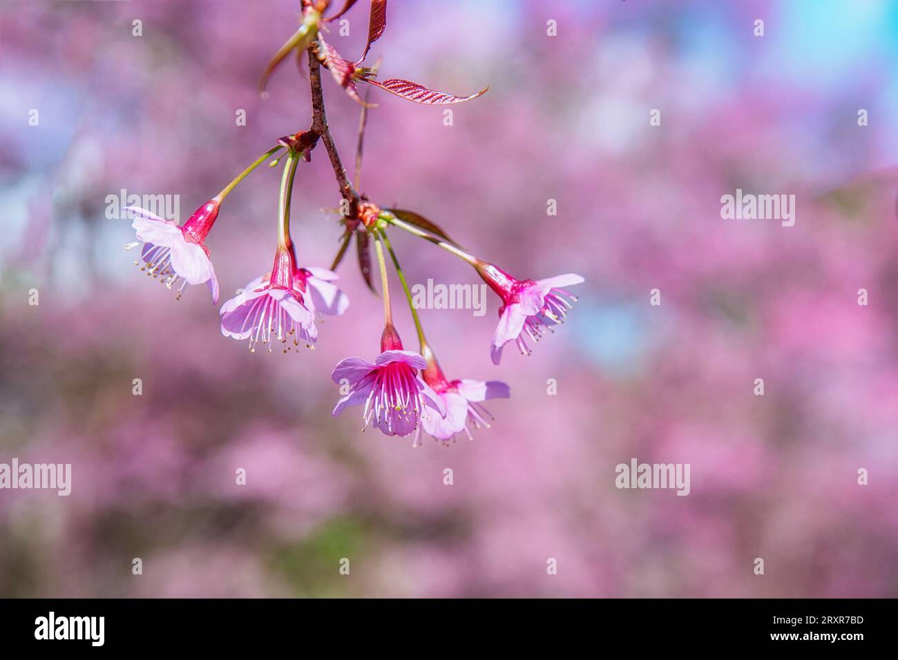 Fleur de cerisier de l'Himalaya sauvage (Prunus cerasoides) ou fleur de tigre géant en Thaïlande. Mise au point sélective. Banque D'Images