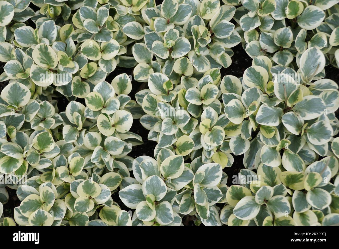 Feuilles blanches et vertes d'Oval-Leaf Peperomia 'Citrus Twist' Banque D'Images