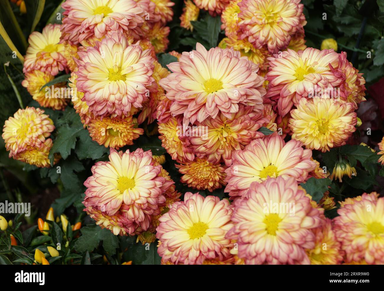 La mère Reflex rouge et jaune 'Domingo' fleurit en pleine floraison, avec le nom scientifique Chrysanthemum x morifolium Banque D'Images