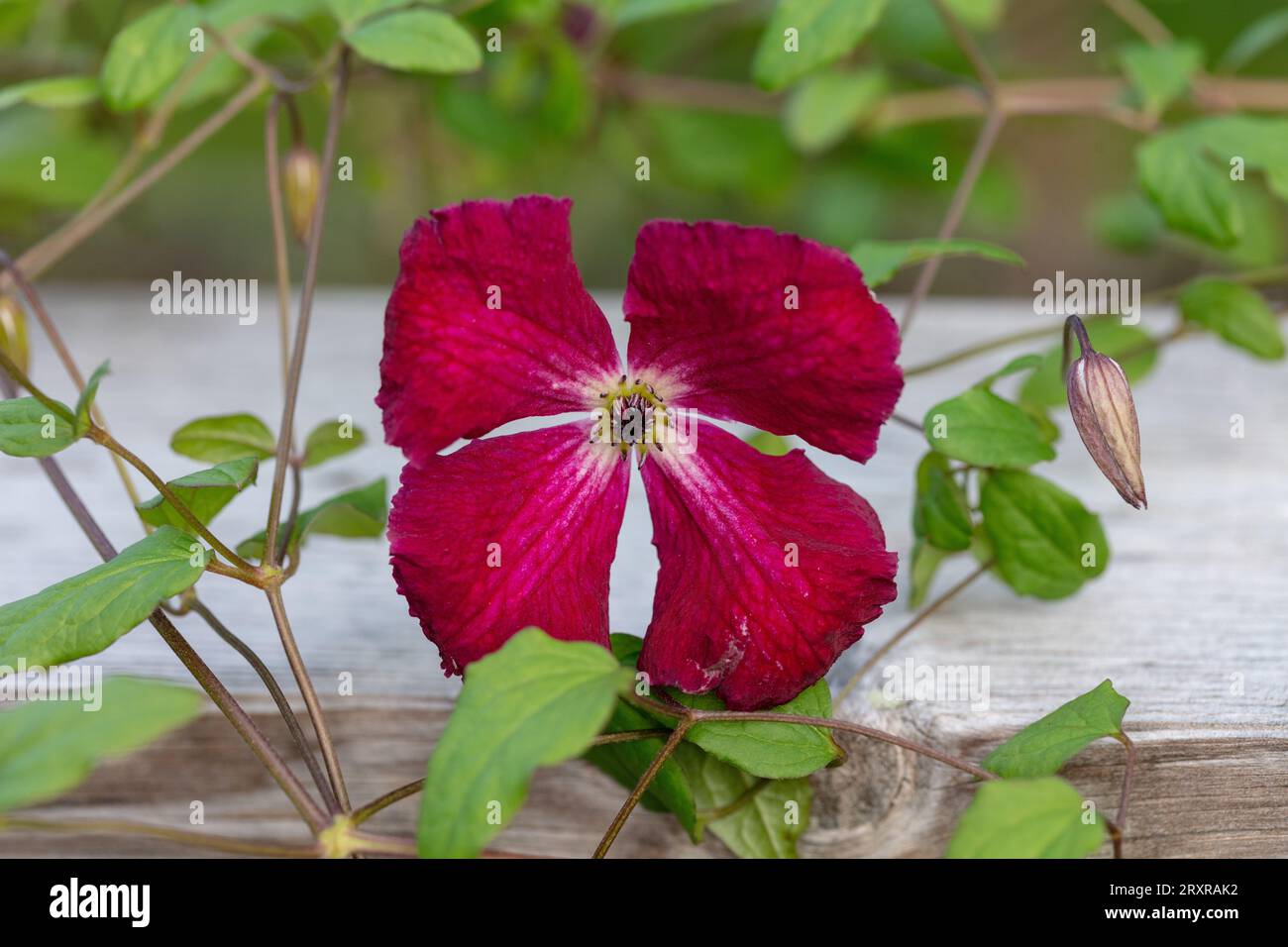 'Rubra' Clématite pourpre, Italiensk klematis (Clematis viticella) Banque D'Images