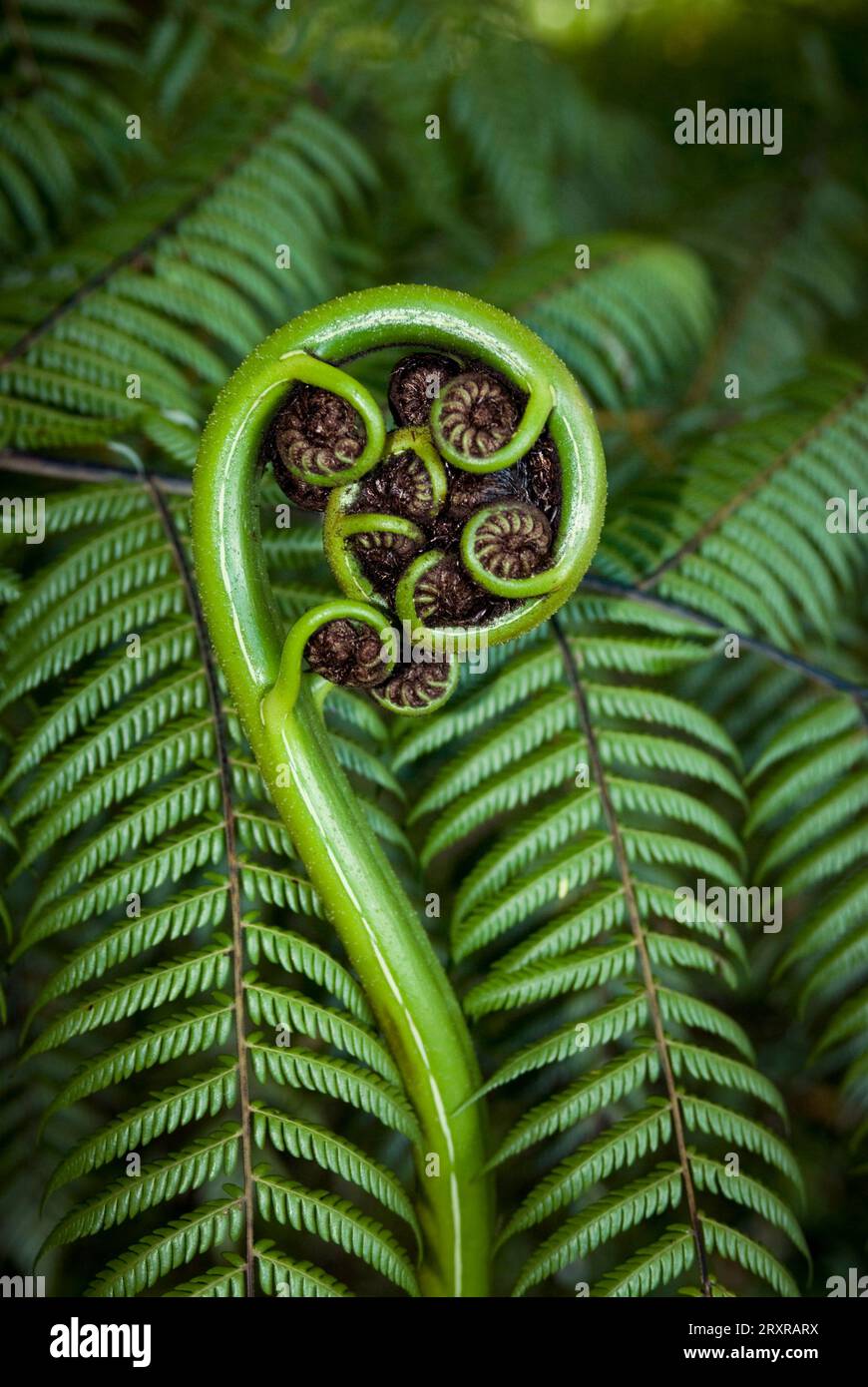 Nouvelle pousse de fougère fronde sur la fougère arbre de Nouvelle-Zélande. Le koru (Māori pour « boucle ou bobine ») est une forme en spirale basée sur la nouvelle fronde dépliante Banque D'Images