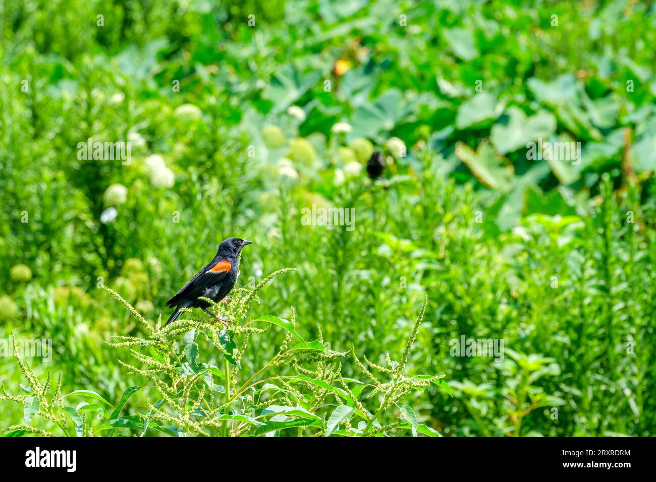 Vue latérale d'un oiseau noir à ailes rouges au sommet d'une mauvaise herbe dans un marais sur le lac Pontchartrain, Louisiane, États-Unis Banque D'Images