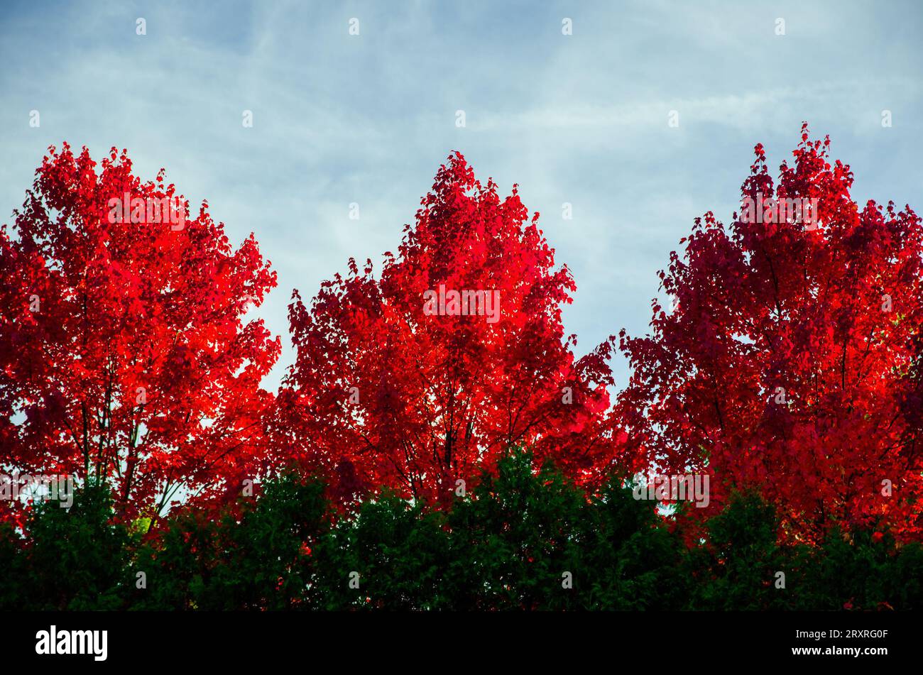 Un ensemble de trois arbres à l'automne avec les feuilles changeant de couleur en rouge sur une journée partiellement nuageuse mais ensoleillée à Kensington Metropark à Milford, une banlieue Banque D'Images