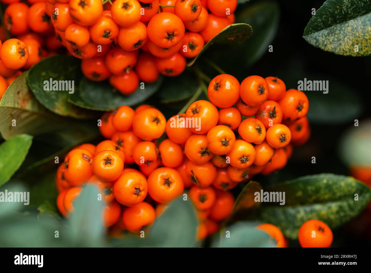 Pyracantha coccinea dans le jardin, baies de Firethorn à l'automne Banque D'Images