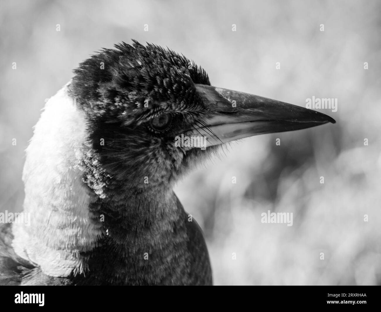 Gros plan australien Magpie de la tête et du visage, plumes Tufty, en noir et blanc, Australie Banque D'Images