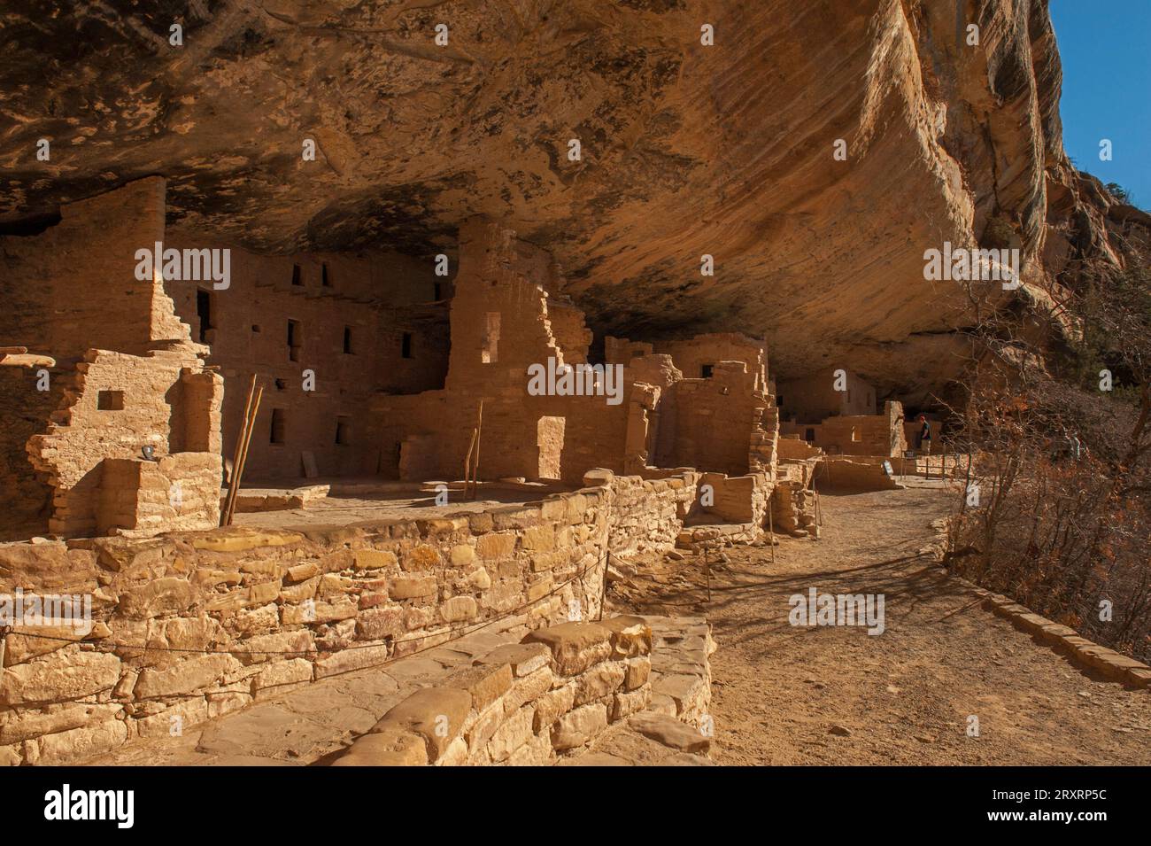 L'ensemble des habitations sur les falaises connu sous le nom de Tree House au parc national de Mesa Verde, Colorado Banque D'Images