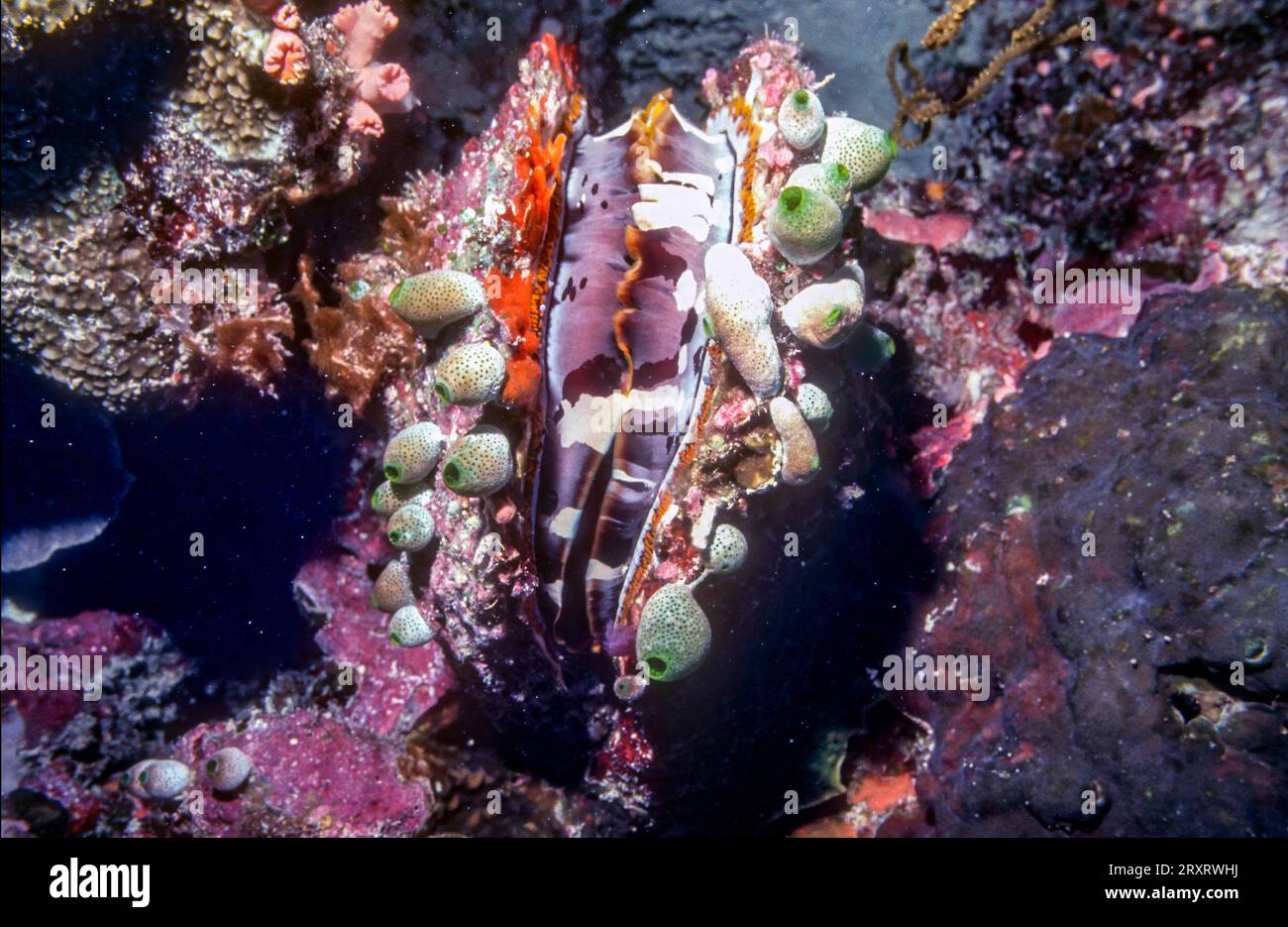 Huître à épines variables (Spondylus varius) des Maldives. Banque D'Images