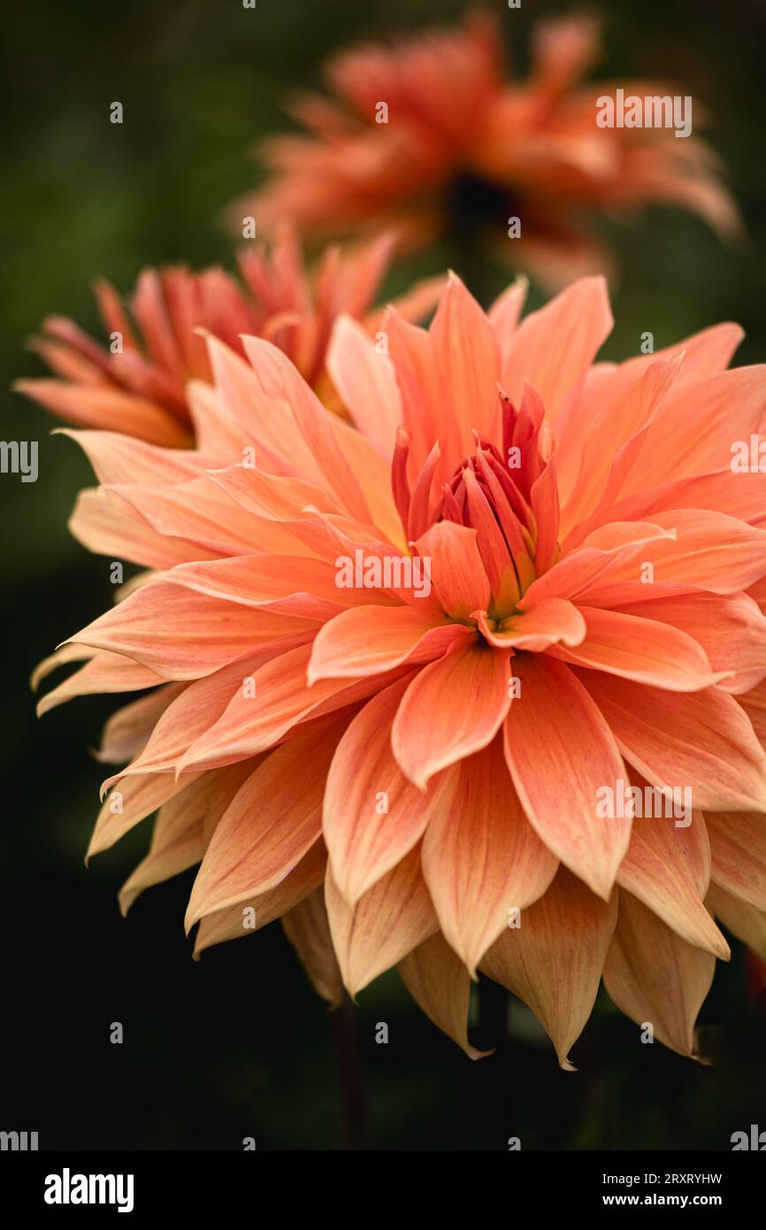 Dahlias orange colorés en pleine floraison à 'Dahlia Beach' à Millets Farm, Oxfordshire. Banque D'Images