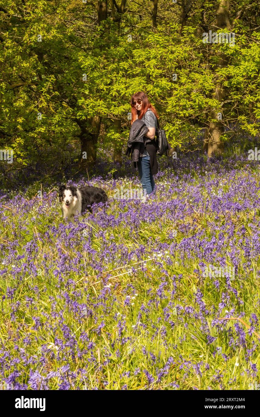 Chien de berger collie fille et frontière en bois bluebell à newton Wood, garniture de baies roses, North Yorkshire, Angleterre, Royaume-Uni Banque D'Images