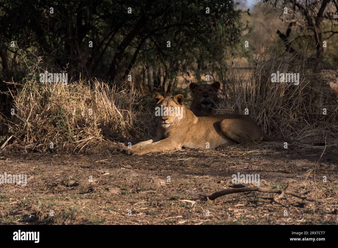 Jeunes lions dans le parc national de Zakouma, Tchad Banque D'Images