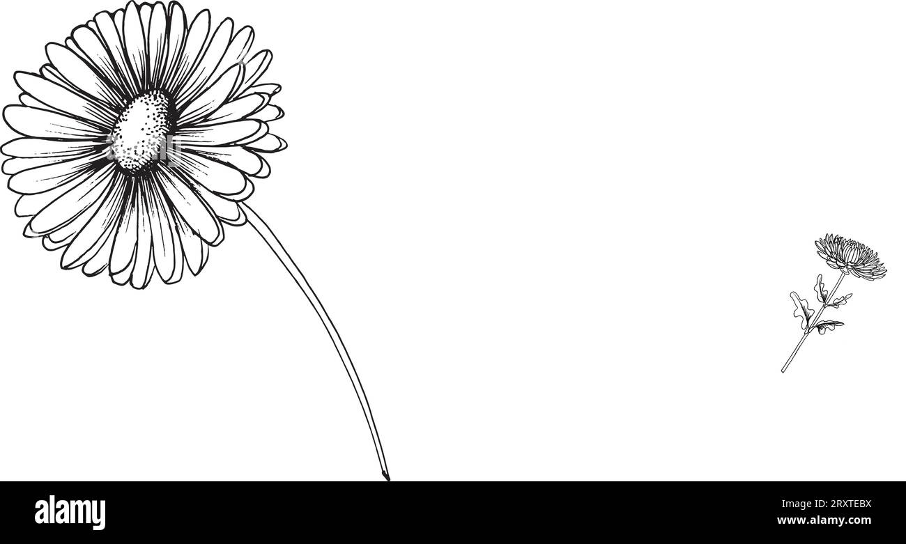 Illustration graphique vectorielle en noir et blanc de fleur de chrysanthème, dessinée à la main. Illustration de Vecteur