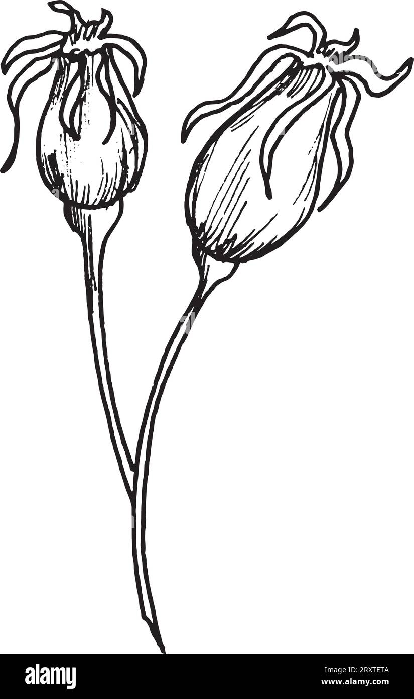 Dessin vectoriel de rose musquée graphique noir et blanc, rose musquée dessinée à la main, plante médicinale. Illustration de Vecteur