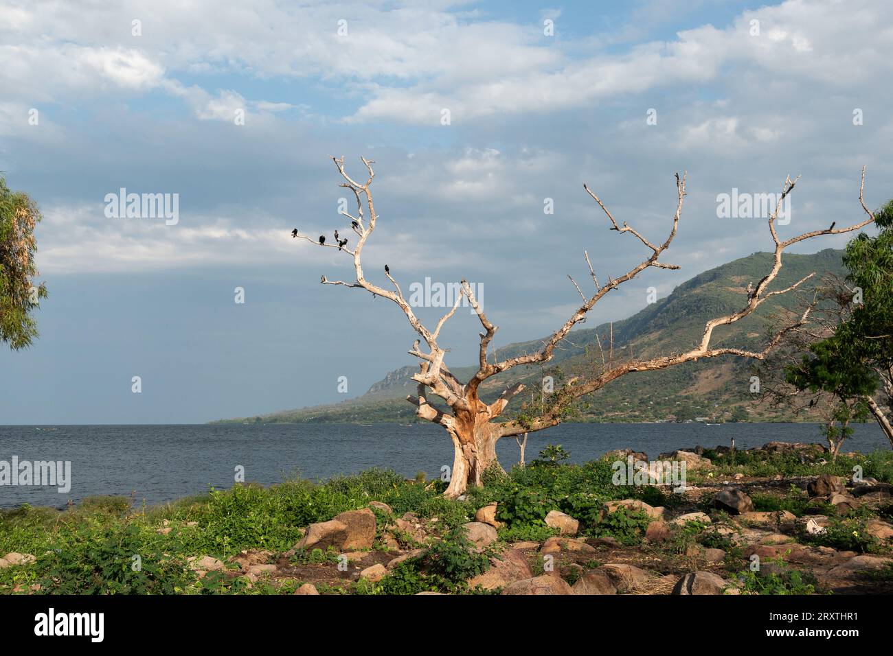 Paysage du lac Victoria, Kenya, Afrique Banque D'Images