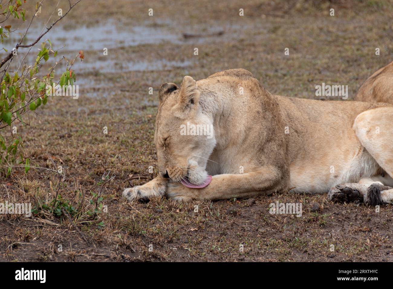 Lion au Masai Mara, Kenya, Afrique Banque D'Images