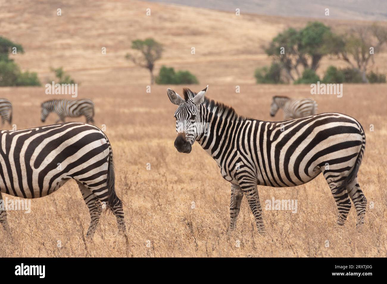 Le cratère du Ngorongoro, en Tanzanie, l'Afrique Banque D'Images
