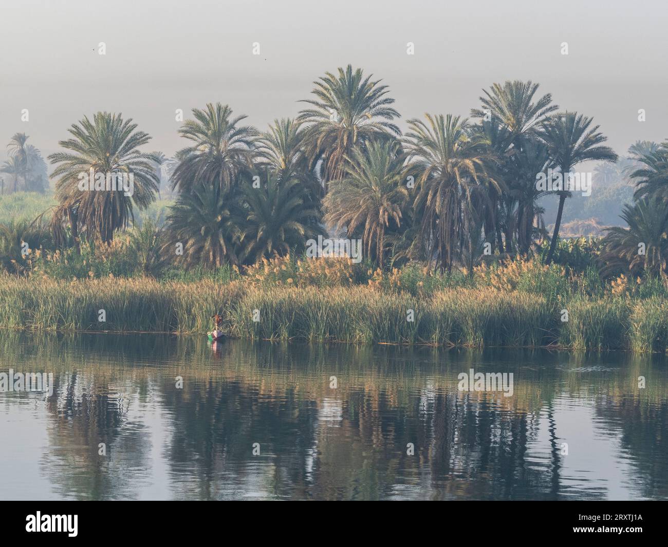 Un pêcheur dans un petit bateau le long du Nil supérieur, parmi certaines des terres les plus verdoyantes le long du fleuve, Egypte, Afrique du Nord, Afrique Banque D'Images