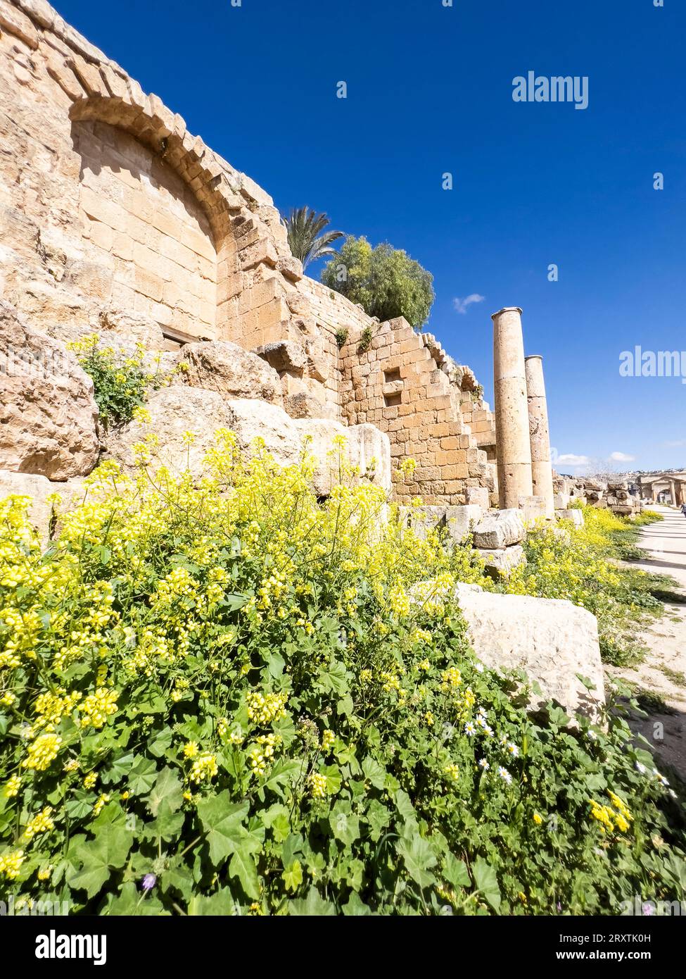 Fleurs devant des colonnes dans l'ancienne ville de Jerash, qui aurait été fondée en 331 av. J.-C. par Alexandre le Grand, Jerash, Jordanie, Moyen-Orient Banque D'Images