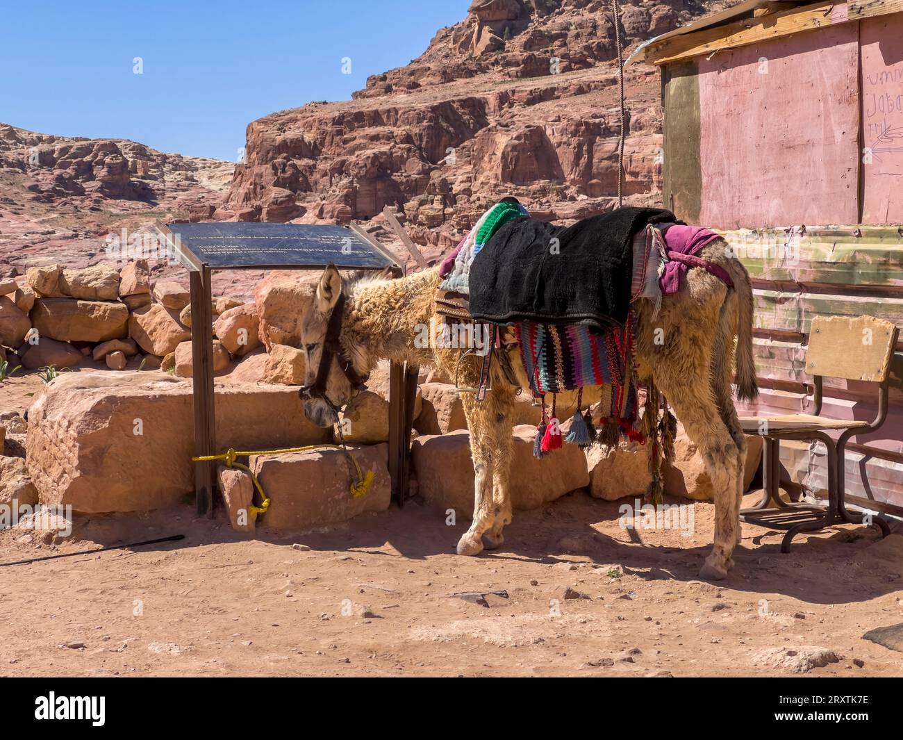 Âne dans le parc archéologique de Petra, site du patrimoine mondial de l'UNESCO, l'une des sept nouvelles merveilles du monde, Petra, Jordanie, Moyen-Orient Banque D'Images