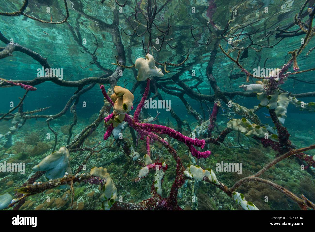 Vue sous-marine des mangroves peu profondes au large de l'île Bangka, au large de la pointe nord-est de Sulawesi, Indonésie, Asie du Sud-est, Asie Banque D'Images