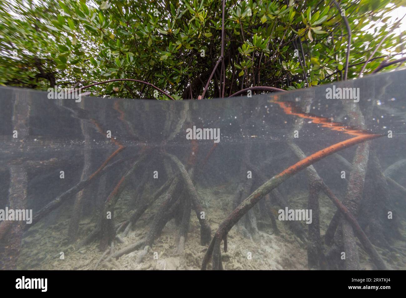 Vue ci-dessus/dessous des mangroves peu profondes au large de l'île Bangka, au large de la pointe nord-est de Sulawesi, Indonésie, Asie du Sud-est, Asie Banque D'Images