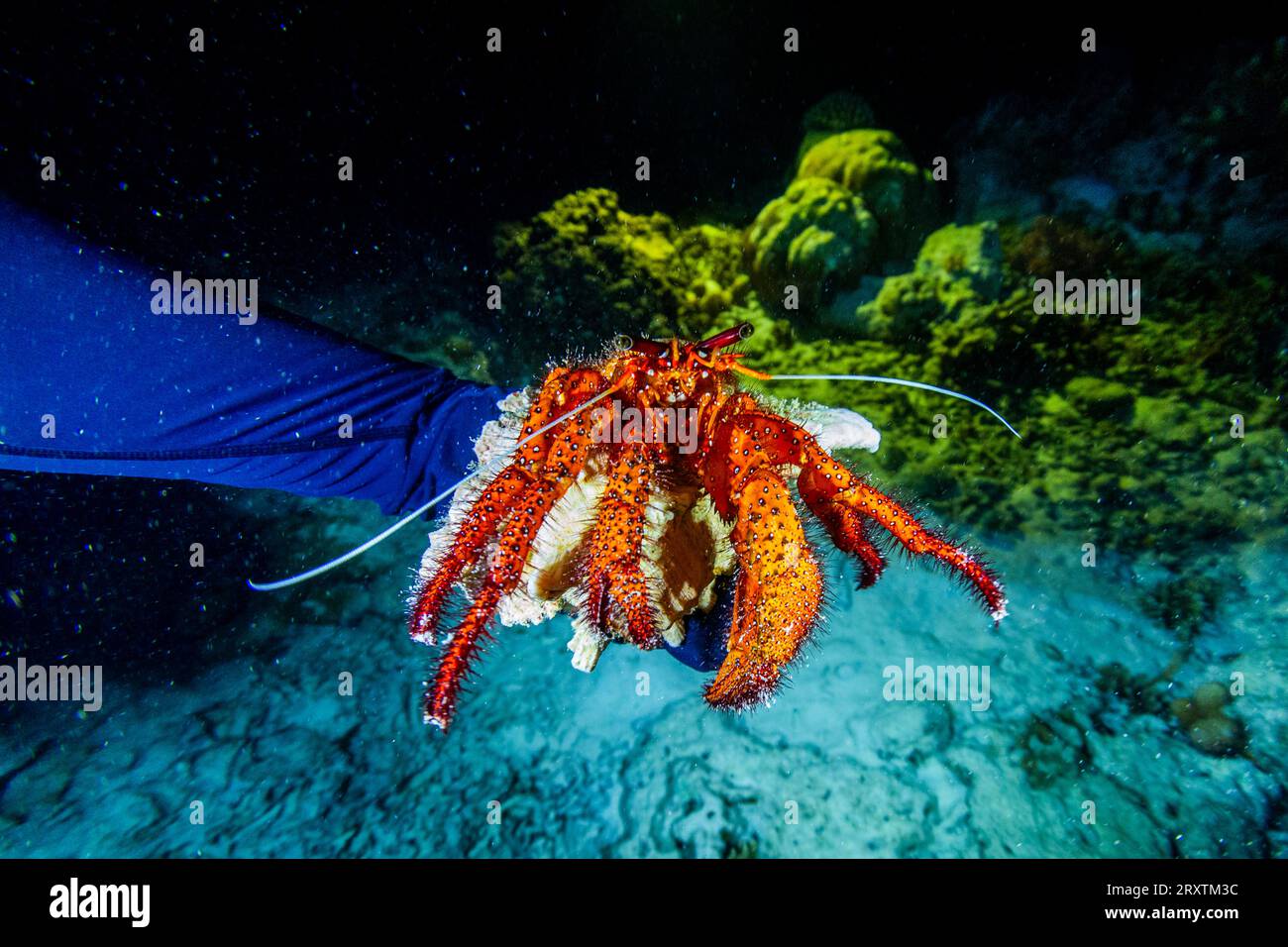 Un hermite adulte à taches blanches (Dardanus megistos), rencontré lors d'une plongée de nuit sur le récif Arborek, Raja Ampat, Indonésie, Asie du Sud-est, Asie Banque D'Images