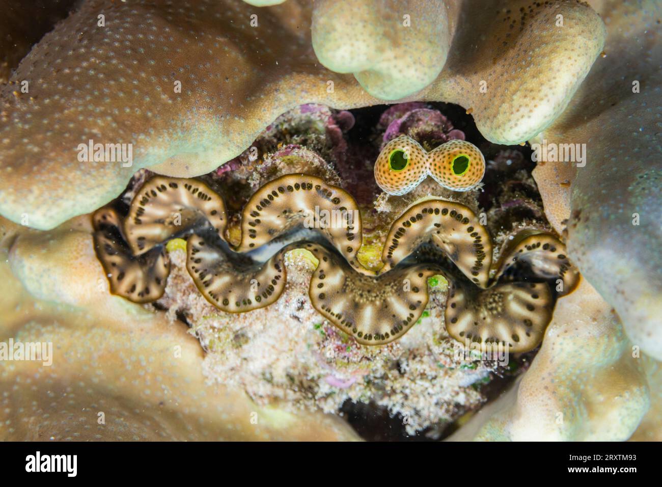 Palourdes géantes Tridacna, genre Tridacna, dans les récifs peu profonds au large de l'île Bangka, au large de la pointe nord-est de Sulawesi, Indonésie, Asie du Sud-est, Asie Banque D'Images