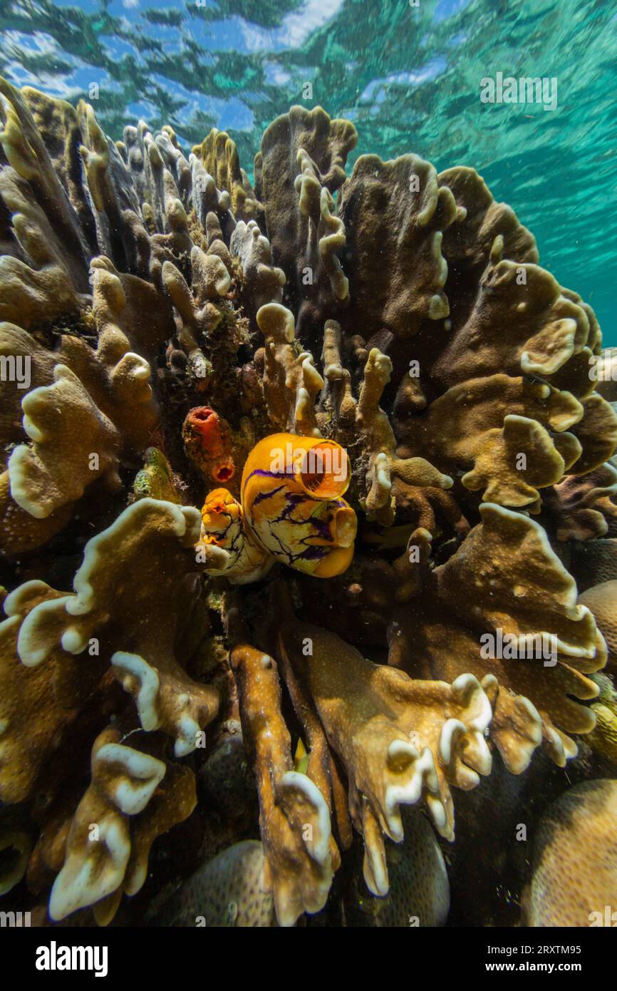 Une calotte de mer dorée (polycarpa aurata), sur le récif au large de l'île Bangka, au large de la pointe nord-est de Sulawesi, Indonésie, Asie du Sud-est, Asie Banque D'Images Une calotte de mer dorée (polycarpa aurata), sur le récif au large de l'île Bangka, au large de la pointe nord-est de Sulawesi, Indonésie, Asie du Sud-est, Asie Banque D'Images