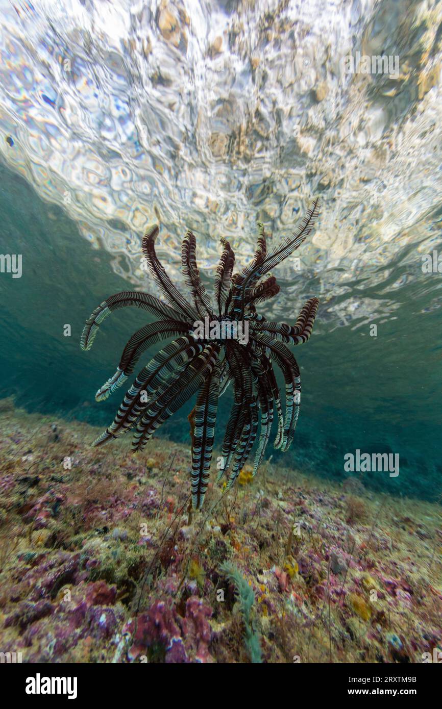 Crinoïde de la famille Mariametridae, dans les récifs peu profonds au large de Freewin Wall, près de Waigeo Island, Raja Ampat, Indonésie, Asie du Sud-est, Asie Banque D'Images