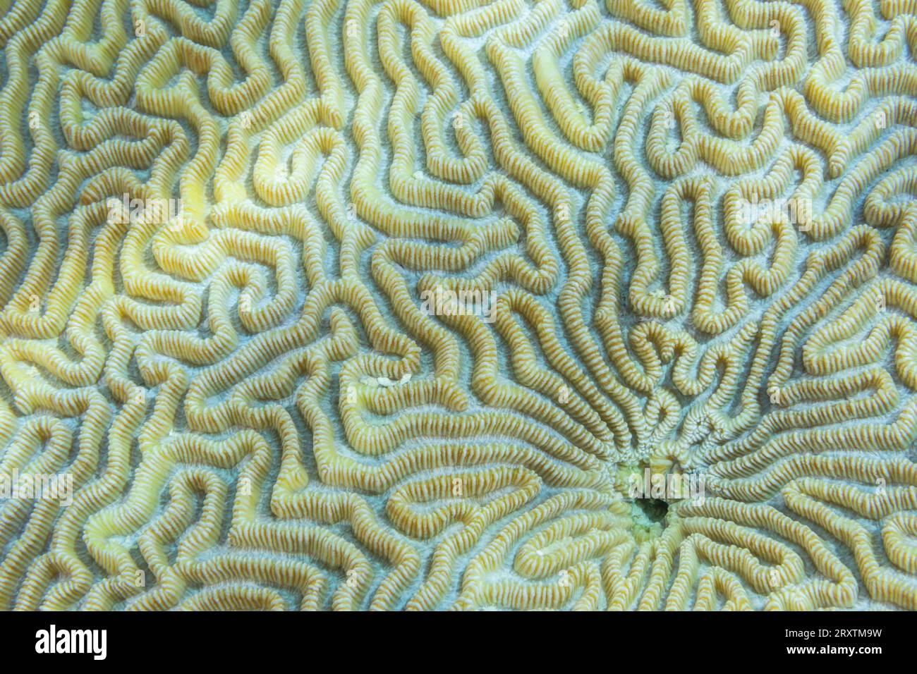 Gros plan de polypes coralliens, le récif domestique à Kawe Island, Raja Ampat, Indonésie, Asie du Sud-est, Asie Banque D'Images